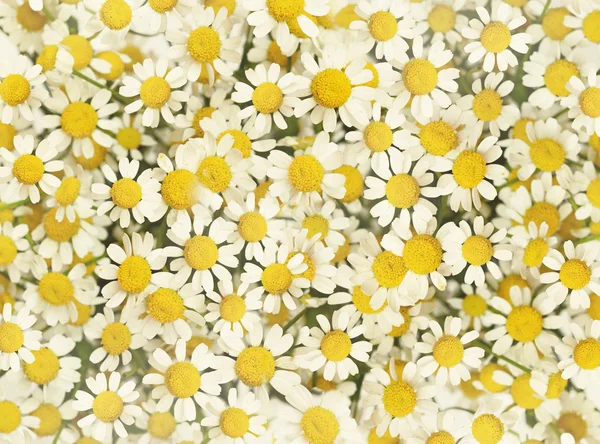 Margarida flores fundo — Fotografia de Stock