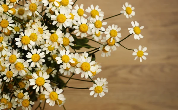 Daisy flowers on wooden background — Stock Photo, Image