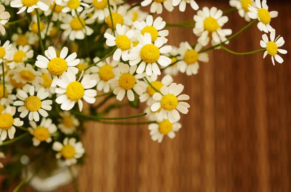 Small daisy flowers on dark background — Stock Photo, Image