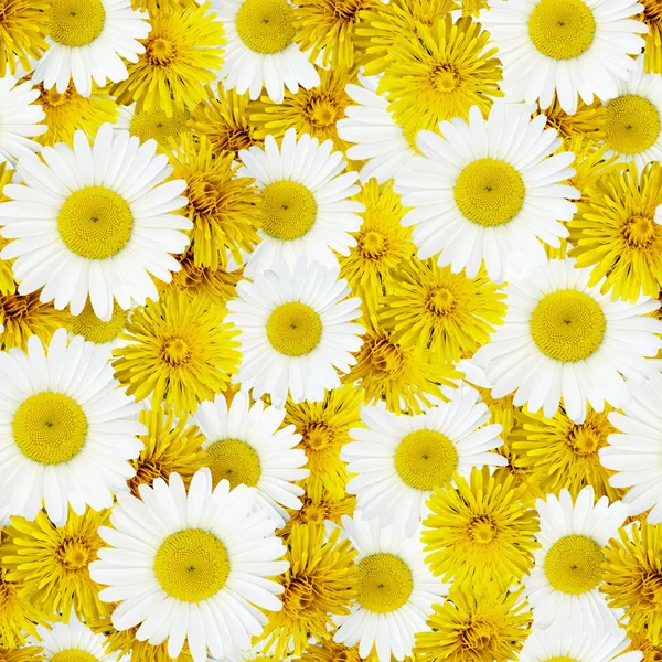 Daisy and dandelion flowers — Stock Photo, Image