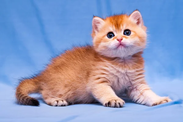 Charming Rood Brits Kitten Close Een Blauwe Achtergrond — Stockfoto