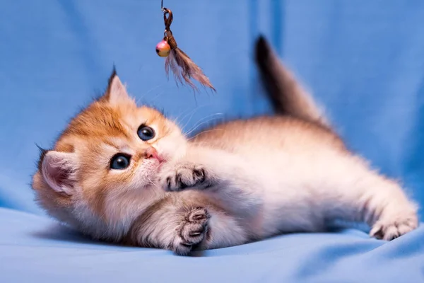 Bonito Gatinho Britânico Brincando Com Penas Deitado Lado Fundo Azul — Fotografia de Stock