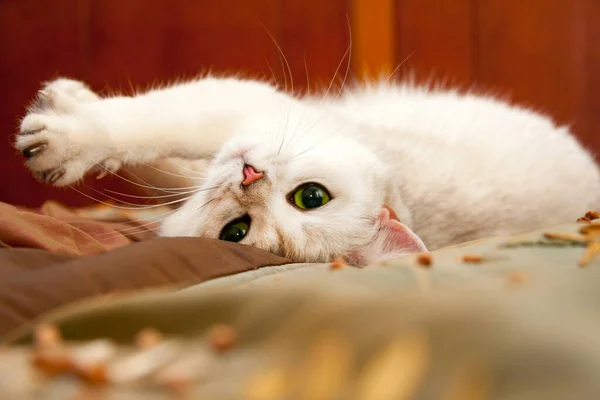 Roztomilý Knírek Britský Stříbrný Kočka Ležící Gauči Vzhůru Nohama — Stock fotografie