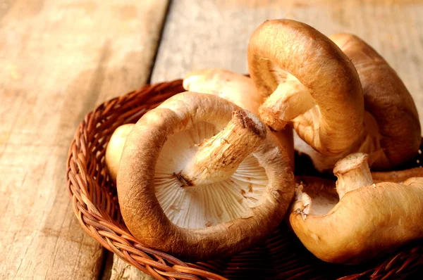 Shitake mushroom japan Stock Photo