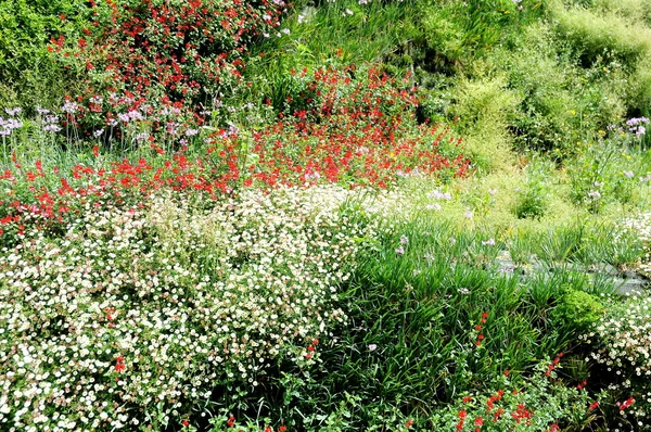 Garten Blume sauvage im Freien — Stockfoto