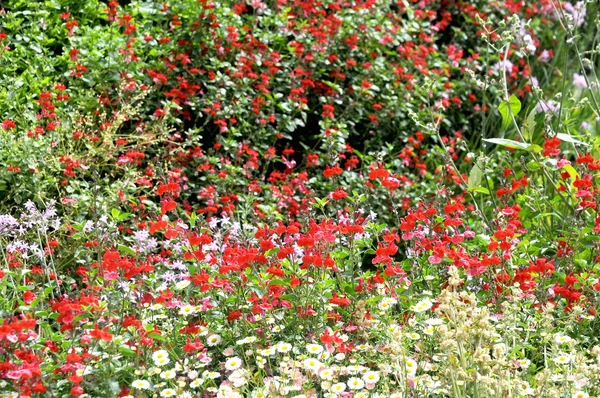 Bahçe çiçek sauvage açık — Stok fotoğraf