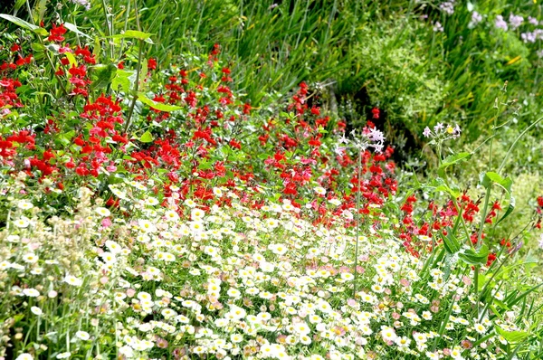 Jardín flor sauvage al aire libre — Foto de Stock