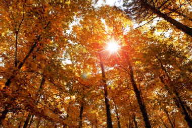 Sonbahar ormandaki parlaklık