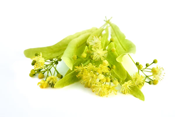 Flores de tilo aisladas — Foto de Stock