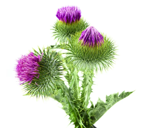 Milk thistles on white — Stock Photo, Image