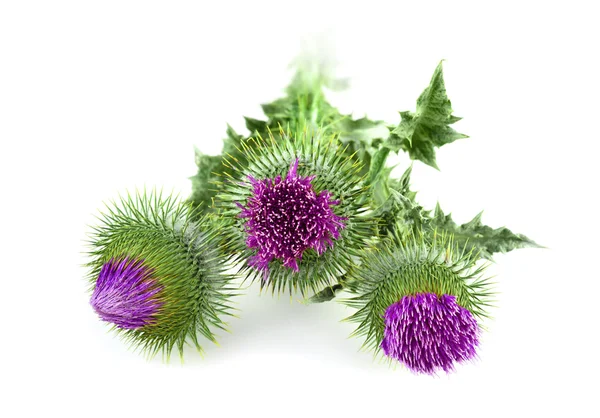 Three milk thistle on white — Stock Photo, Image