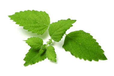 oğul otu yaprakları