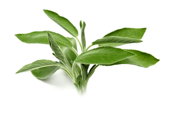 Foglie di salvia isolate — Foto Stock