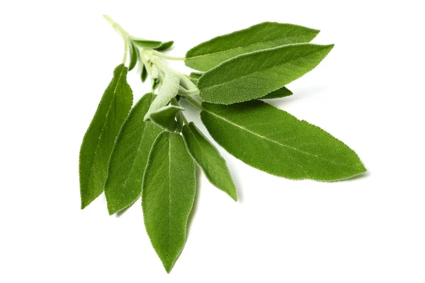 Hojas de salvia aisladas — Foto de Stock