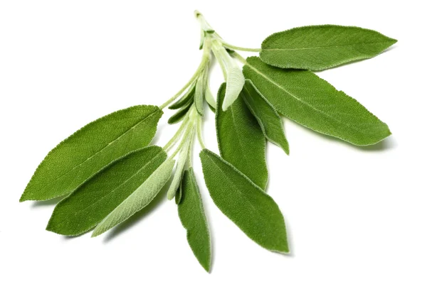 Hojas de salvia aisladas — Foto de Stock