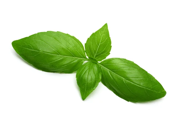 Peppermint leaves isolated — Stock Photo, Image