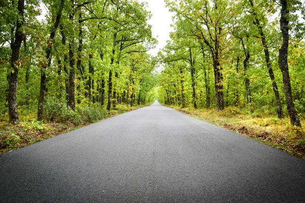 Straße Durch Den Wald Grüner Eichen — Stockfoto