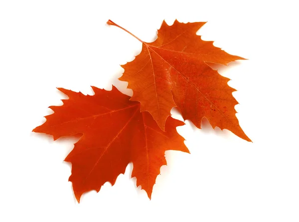 Podzimní Javorové Listy Izolované Bílém — Stock fotografie
