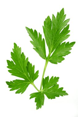 Taze maydanoz yaprağı