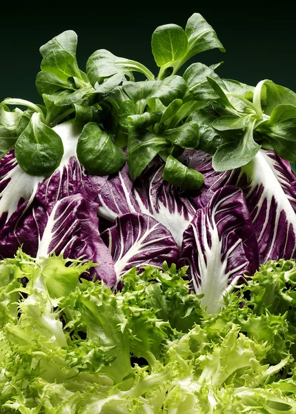Цикорийский салат — стоковое фото