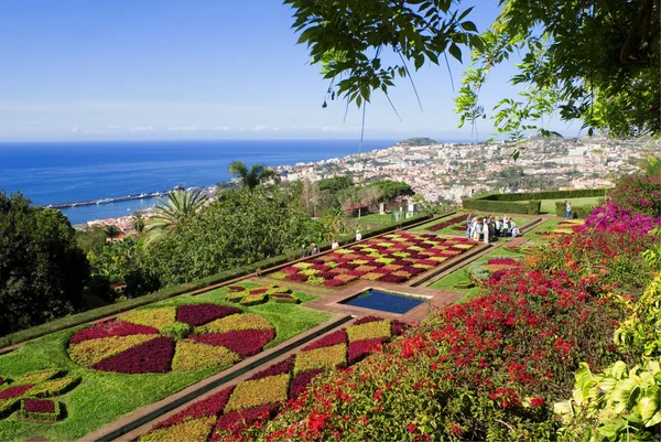 Ogród botaniczny, funchal, Madera — Zdjęcie stockowe