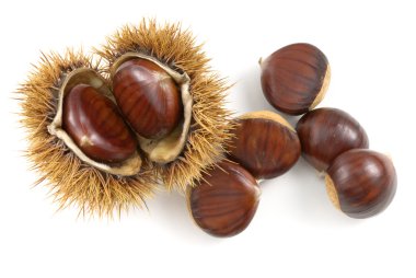 yabani kestane izole