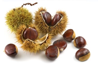 organic chestnuts siolated clipart