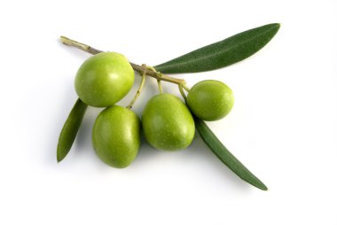 küçük zeytin dalı
