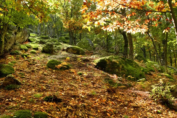 Stenen in bos — Stockfoto
