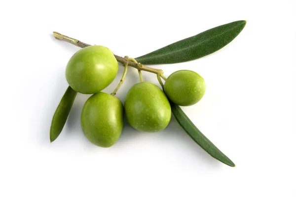 Kleiner Zweig Oliven — Stockfoto