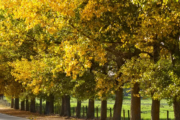 Álamos de otoño —  Fotos de Stock