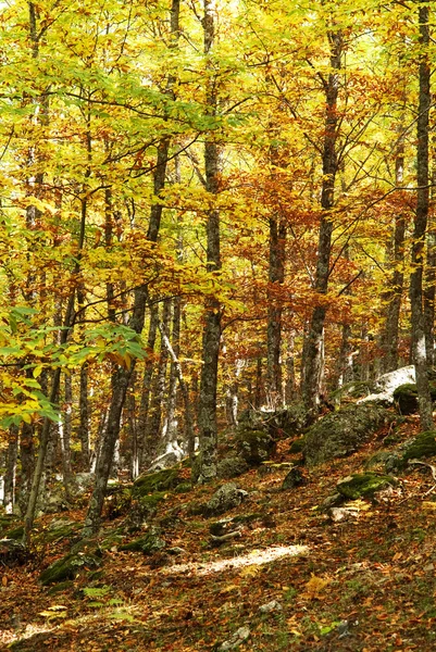 Otoño en un bosque profundo — Foto de Stock