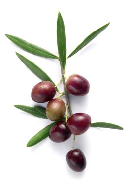 Zeytin ağacının dalı