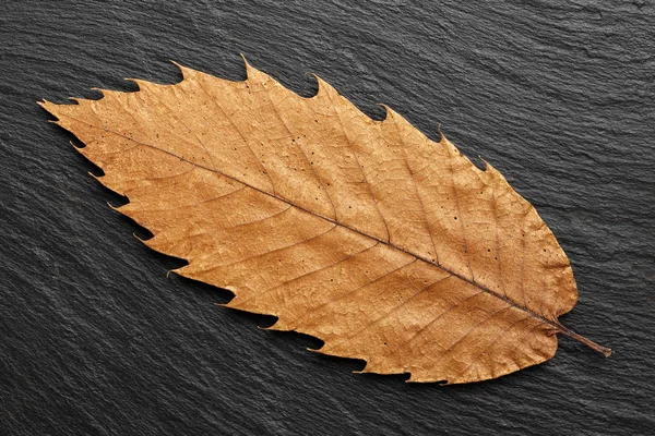 Dead leaf — Stock Photo, Image