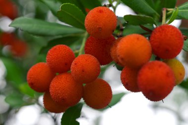 arbustus Çilek ağacı üzerinde