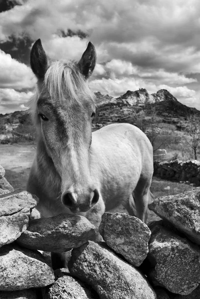 horse in the country