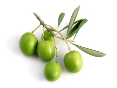 Yeşil Zeytin
