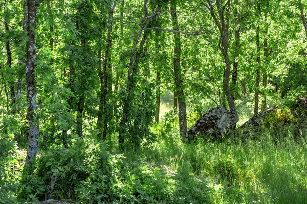 Evropský dub v jarní sezóně — Stock fotografie