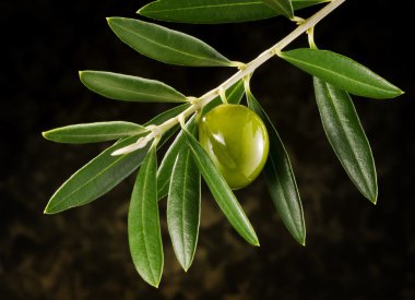 Zeytin zeytin ağacı dalı