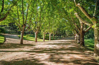 Çınar ağaçlarının yol Batı Park, madrid