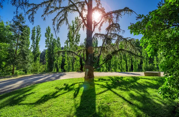 Luz de fundo cedro árvore — Fotografia de Stock