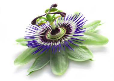passionflower isolated clipart