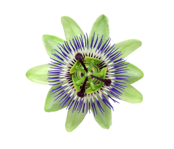 Bouton passionflower — Photo