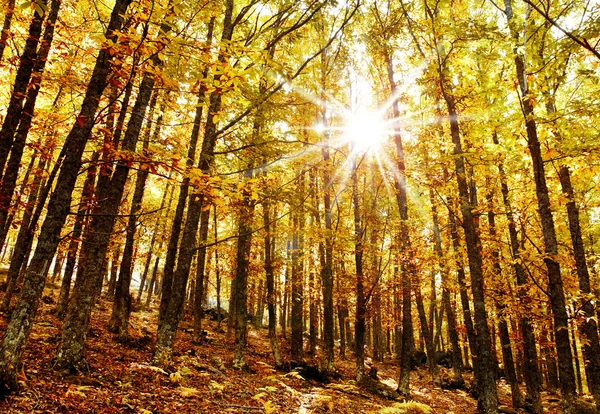 Sunlight in chsetnt forest — Stock Photo, Image