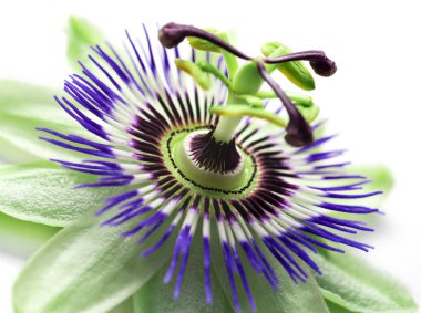 passionflower close up clipart