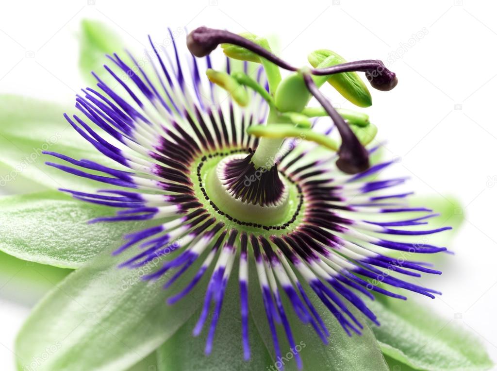 passionflower close up