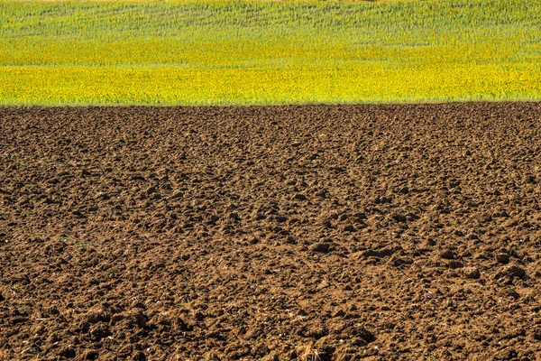 Girassóis terras agrícolas — Fotografia de Stock
