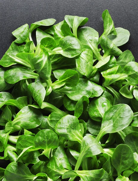 Lambs lettuce — Stock Photo, Image