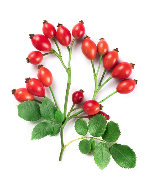 rosehips with leaves