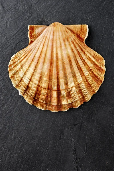 Scallop shell — Stock Photo, Image